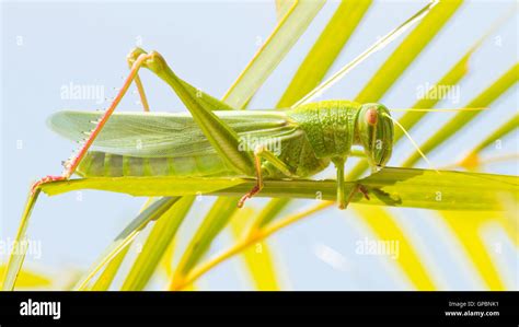 Large grasshopper, eating grass Stock Photo - Alamy