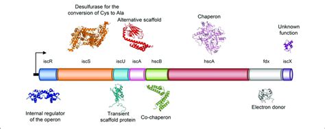 Schematic Representation Of The Genetic Organization Of The Bacterial Download Scientific