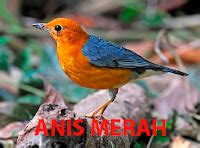 Jogja Bird Farm Tips Membedakan Anis Merah Jantan Dan Betina