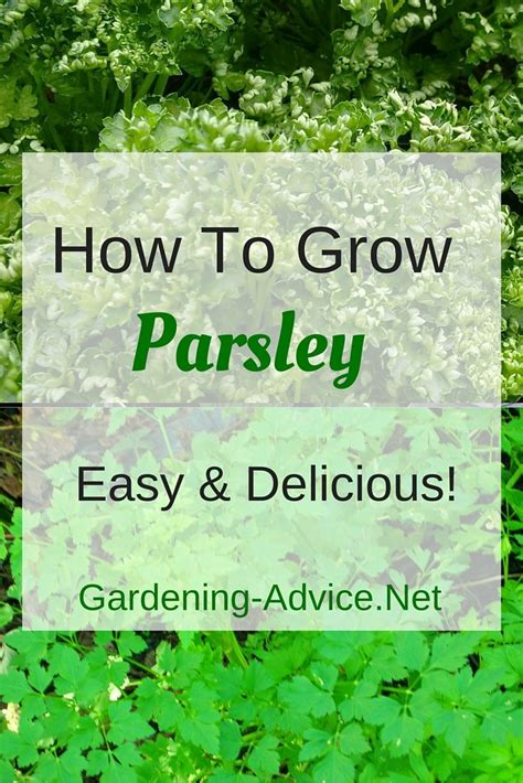 Growing Parsley How To Grow This Versatile Herb Indoors Or Outdoors Growing Parsley Growing