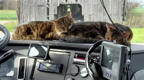 Trucker Cats Life