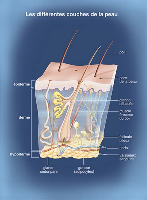 La Peau Mélanome De La Peau Institut National Du Cancer