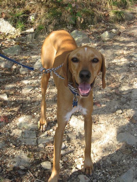 Red Tick Coonhound Redtick Coonhound Puppies For Sale In Texas Coonhounds For Sale In