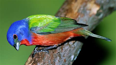 Painted Bunting Passerina Ciris Photograph By Millard H Sharp Fine