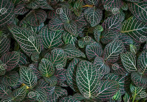 Closeup Shot Of Fittonia Albivenis Leaves With Nerve Patterns Also