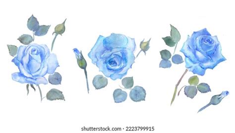 Blue Roses Flowers Watercolor Floral Illustration Stock Illustration