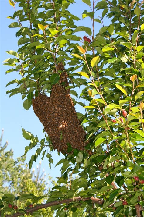 Capturing Bee Swarm - A Healthy Life For Me