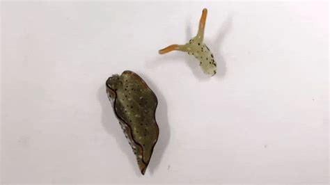 Scientists discover slug that can decapitate itself, grow new body