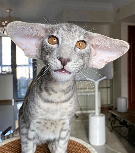 This Large Eared Cat Roddlyterrifying