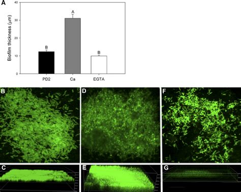 Biofilm architecture and confocal scanning microscopy images of biofilm ...