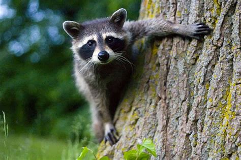 Cute Crafty And Toxic Meet The Raccoons Of Toronto