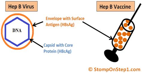 Viral Hepatitis: Hep A B & C + Serum Serology | Stomp On Step1