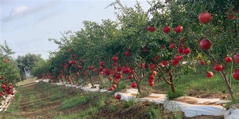 Melagrane la campagna siciliana è Wonderful Italiafruit News