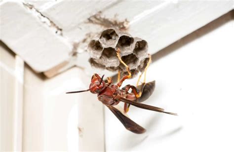 Your house is a gigantic bug habitat, and there’s nothing you can do ...