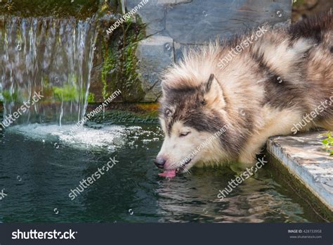 Close Up Of Siberian Husky Dog Drinking Water From Pond Foto D