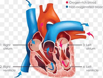 Inferior Vena Cava Superior Vena Cava Vein Venae Cavae Heart Simple