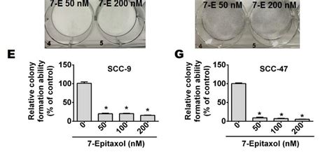 The Cytotoxicity Effects Of 7 Epitaxol In SCC 9 And SCC 47 Cell Lines