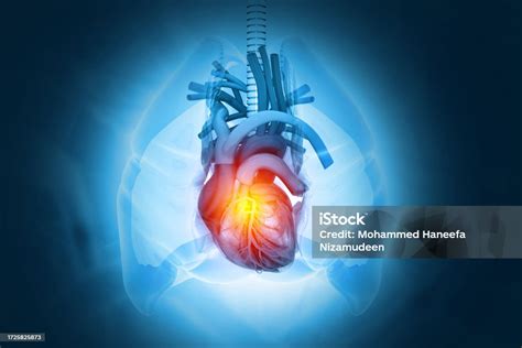 Anatomy Of Human Heart Cardio Puls Line Structure And Function Of The Heart 3d Illustration ...