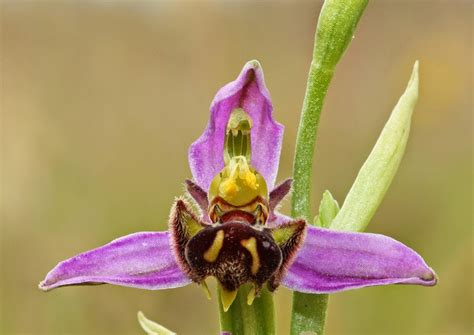 Martin Jump Wildlife Photographer: THE BEE ORCHID.