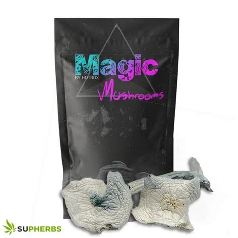 MAGIC BOX True Albino Teacher Magic Mushrooms Potsmart