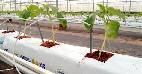 Patentar No Es Suficiente Ambos Bolsas Para Cultivo De Tomate