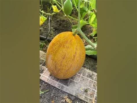 🍈Дыня СЕВЕРНАЯ ПРИНЦЕССА. #shorts #дыня - YouTube
