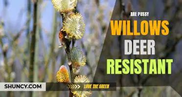 The Legend Of Pussy Willows Unveiling The Origins Of Their Mystical Name Shuncy