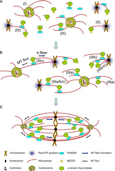 A Model For Fam29a Mediated Mt Amplification In Spindle Assembly And In