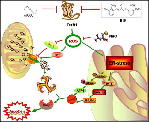 Schematic Illustration Of The Underlying Mechanism Of B S Anti Cancer