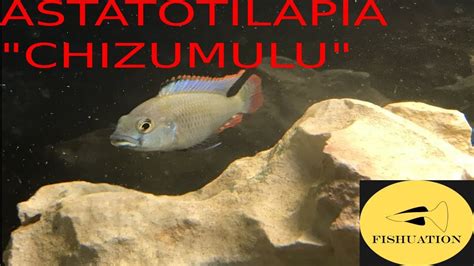 Astatotilapia Calliptera Chizumulu Island Species Spotlight Youtube