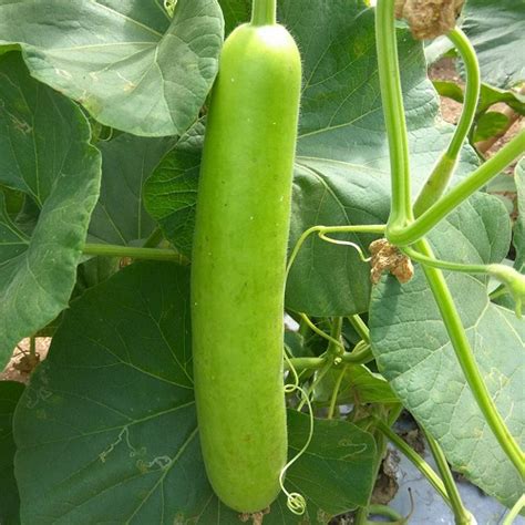 Growing Lauki Ki Sabji In India How To Grow Bottle Gourd • India Gardening