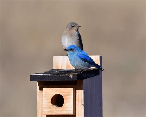 21 Fun Facts about Mountain Bluebirds - Bluebird Landlord