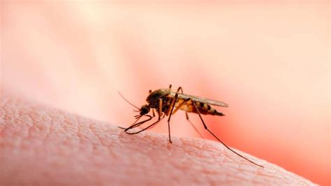 La Oms Recomienda El Uso De La Primera Vacuna Contra La Malaria Para Ni Os