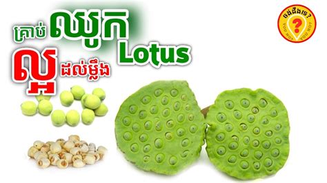 Advantages Of Lotus Seeds For Human Health អត្ថប្រយោជន៍នៃគ្រាប់ឈូក