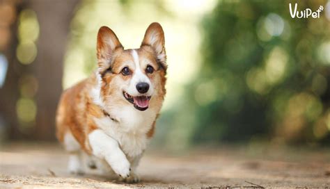 Giá Chó Corgi 2024: Địa Chỉ Mua Uy Tín & Kinh Nghiệm Hữu Ích