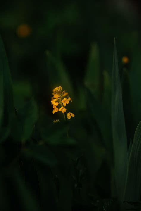 A Rose Bush with Yellow Flowers · Free Stock Photo