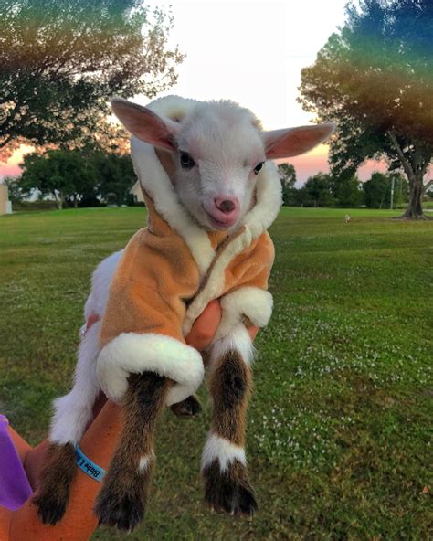 A Goat In A Coat Raww