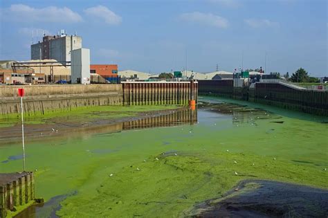 What Is a Green Tide? Is It Dangerous? - A-Z Animals