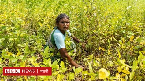 गावाकडची गोष्ट सलोखा योजना काय आहे या योजनेमुळे शेतजमिनीचे तंटे सुटणार का Bbc News मराठी