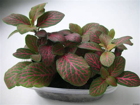 Fittonia verschaffeltii (Фиттония Вершаффельта) | Terrarium plants ...