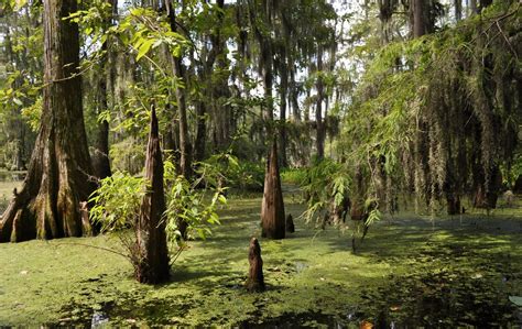 Cajun Swamp Tour | Nothing But Blue Skies