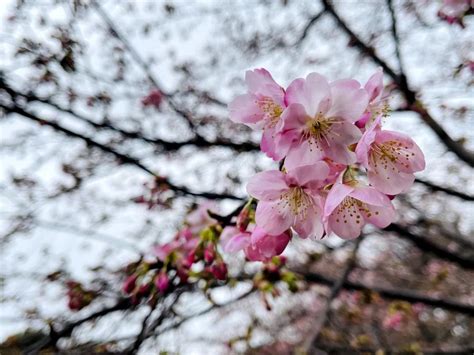 “梅”香四溢，“樱”春而来！春节赏花就来宝山顾村公园~澎湃号·政务澎湃新闻 The Paper