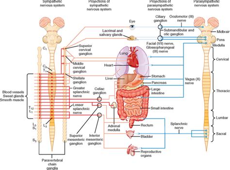 The Autonomic Nervous System And Its Central Control Basicmedical Key