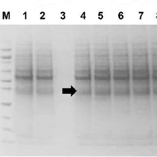 A Sds Page And B Western Blot Anti His Analysis Of The Purified