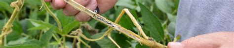 Plant Disease Diagnostic Clinic Pddc Update Integrated Pest And