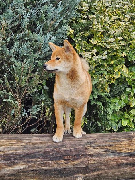 Shiba Inu Dziewczynka Zkwp Fci Konopiska Olx Pl