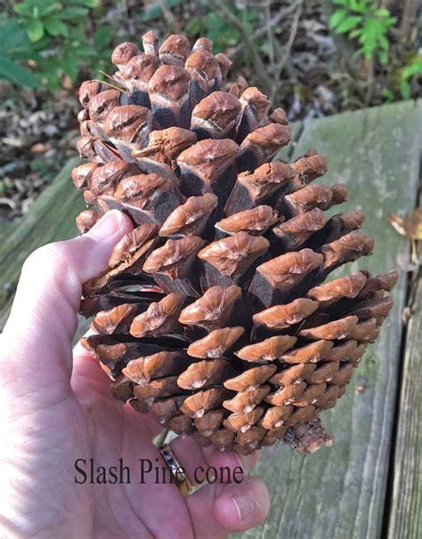 For Crafts and DIY Holiday Decorating Slash Pine Cones are Sturdy Small ...