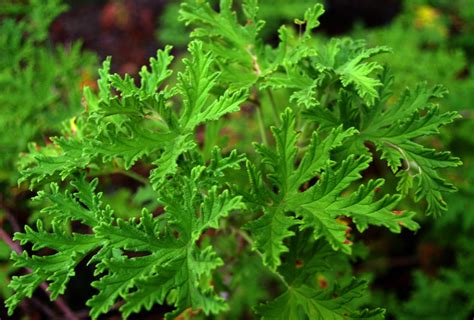 How To Grow And Care For A Citronella Plant Mosquito Plant