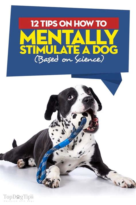 12 Tips On How To Mentally Stimulate A Dog Based On Science