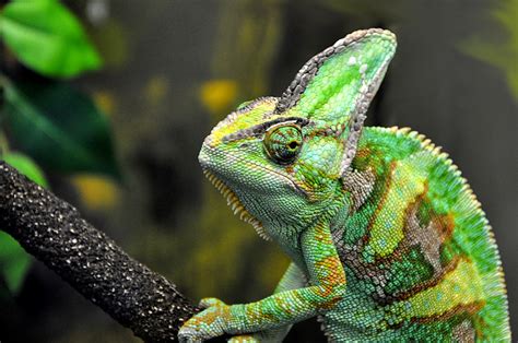 Chameleon | Veiled Chamleon - Chamaeleo calyptratus - Seen a… | Flickr